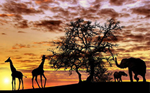 Africa